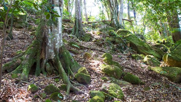 Glengariff Estate Rainforest (15/10/2019 - Credits: Jeremy Peek)