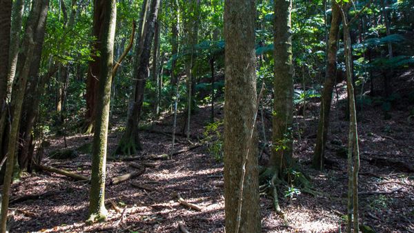Glengariff Estate Rainforest (15/10/2019 - Credits: Jeremy Peek)