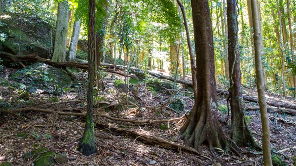 Glengariff Estate Rainforest (15/10/2019 - Credits: Jeremy Peek)
