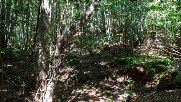 Glengariff Estate Rainforest (15/10/2019 - Credits: Jeremy Peek)