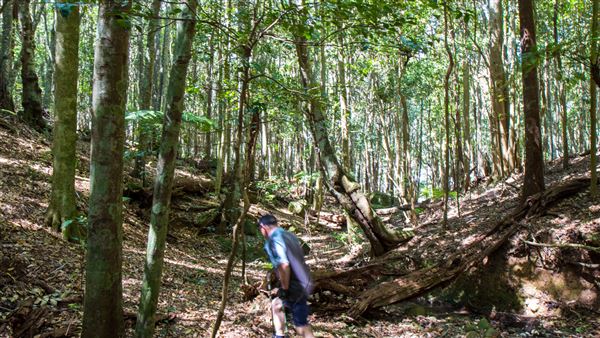 Glengariff Estate Rainforest (15/10/2019 - Credits: Jeremy Peek)