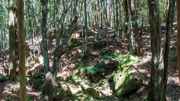 Glengariff Estate Rainforest (15/10/2019 - Credits: Jeremy Peek)