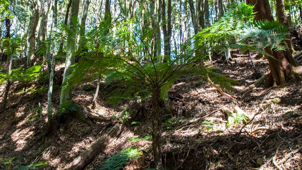 Glengariff Estate Rainforest (15/10/2019 - Credits: Jeremy Peek)