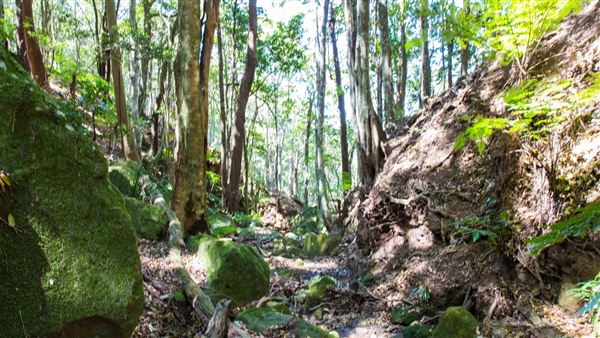 Glengariff Estate Rainforest (15/10/2019 - Credits: Jeremy Peek)