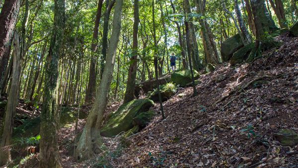 Glengariff Estate Rainforest (15/10/2019 - Credits: Jeremy Peek)