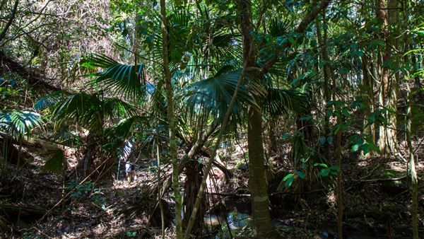 Glengariff Estate Rainforest (15/10/2019 - Credits: Jeremy Peek)