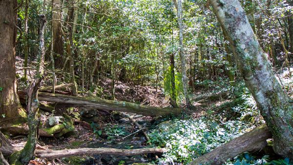 Glengariff Estate Rainforest (15/10/2019 - Credits: Jeremy Peek)