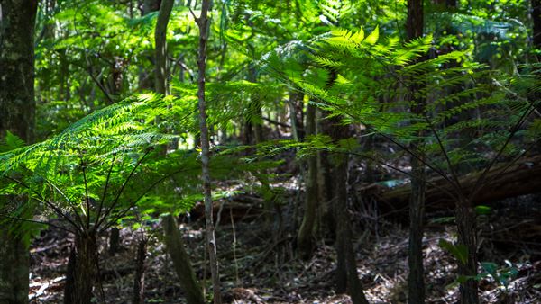 Glengariff Estate Rainforest (15/10/2019 - Credits: Jeremy Peek)