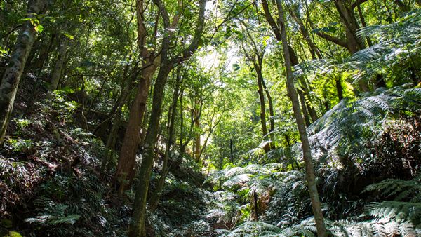 Glengariff Estate Rainforest (15/10/2019 - Credits: Jeremy Peek)
