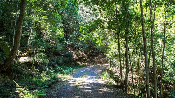 Glengariff Estate Rainforest (15/10/2019 - Credits: Jeremy Peek)