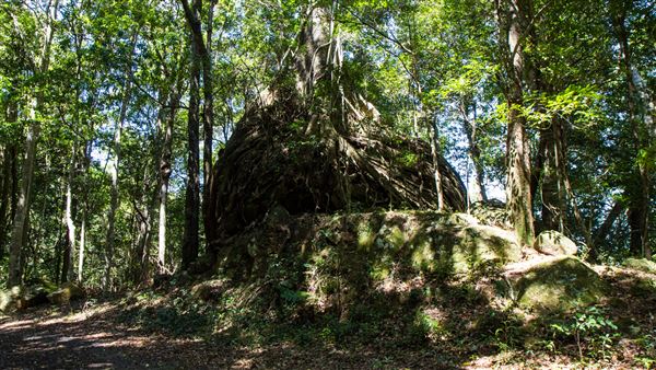 Glengariff Estate Rainforest (15/10/2019 - Credits: Jeremy Peek)