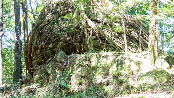 Glengariff Estate Rainforest (15/10/2019 - Credits: Jeremy Peek)