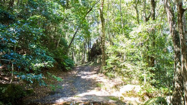 Glengariff Estate Rainforest (15/10/2019 - Credits: Jeremy Peek)