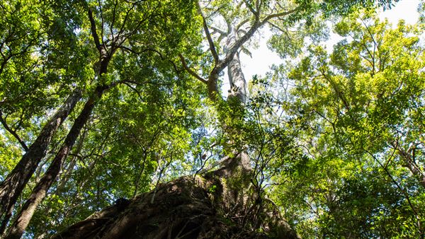 Glengariff Estate Rainforest (15/10/2019 - Credits: Jeremy Peek)