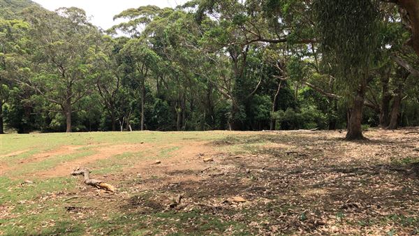 Otford Farm - The Pines Paddock with Jungle Gully (19/11/2019 - Credits: Screen NSW)