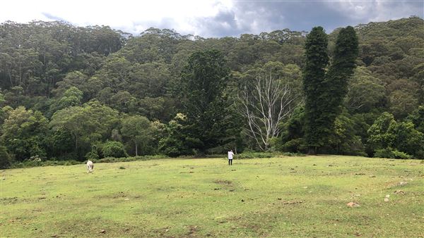 Otford Farm - The Pines Paddock with Jungle Gully (19/11/2019 - Credits: Screen NSW)
