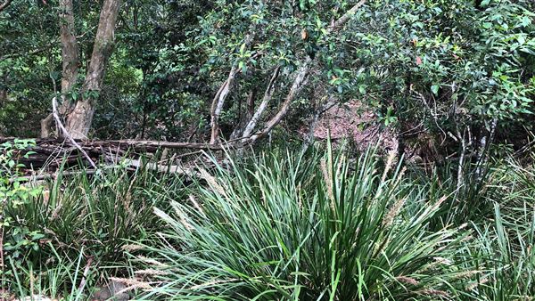 Otford Farm - The Pines Paddock with Jungle Gully (19/11/2019 - Credits: Screen NSW)