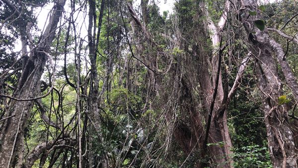 Otford Farm - The Pines Paddock with Jungle Gully (19/11/2019 - Credits: Screen NSW)