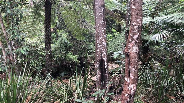 Otford Farm - The Pines Paddock with Jungle Gully (19/11/2019 - Credits: Screen NSW)