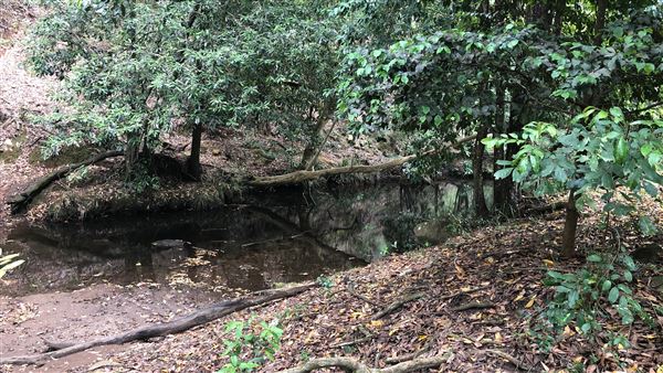 Otford Farm - The Pines Paddock with Jungle Gully (19/11/2019 - Credits: Screen NSW)