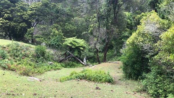 Otford Farm - The Pines Paddock with Jungle Gully (19/11/2019 - Credits: Screen NSW)