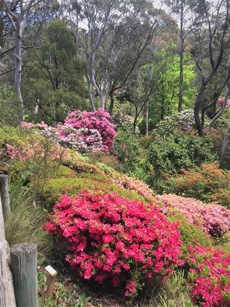 Campbell Rhododendron Gardens (1/10/2022 - Credits: Julie Parker, Deb Wells)