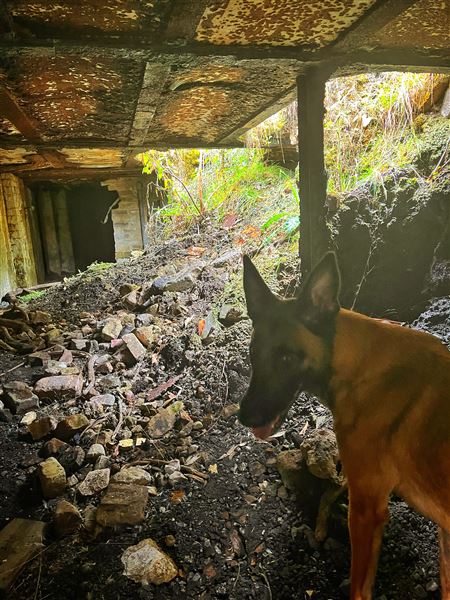 Birdsong Bower - Disused Coal Mine (1/05/2023 - Credits: Brooke Lazarevic)