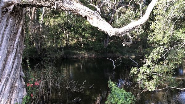 Nambucca Heads Swimming Creek (9/10/2020 - Credits: Shannon Wheeler)