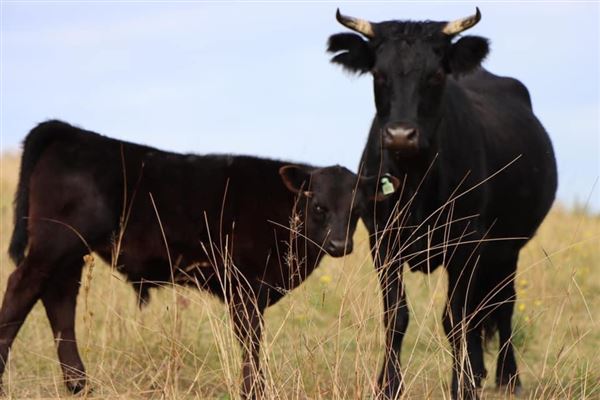 Sugarloaf Farm (3/06/2024 - Credits: submitted by: Angelina Pisani)