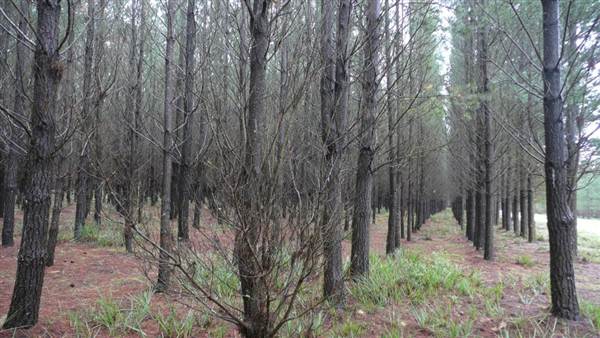 Belanglo State Forest (25/02/2013 3:32:59 PM)