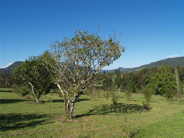 Big Bell farm, Kangaroo Valley (26/02/2013 1:38:42 PM)