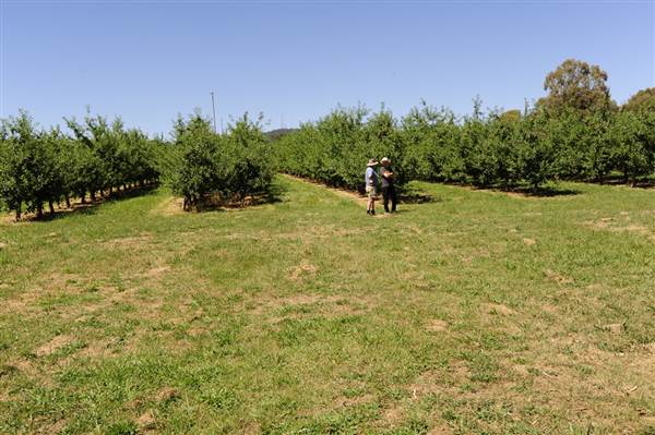 Daydawn Orchard (27/02/2013 7:04:24 PM)