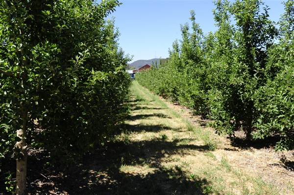 Daydawn Orchard (27/02/2013 7:06:28 PM)