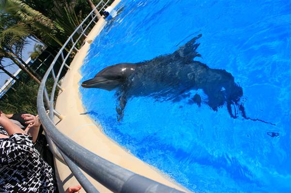 Dolphin Marine Magic (27/02/2013 10:42:57 PM)