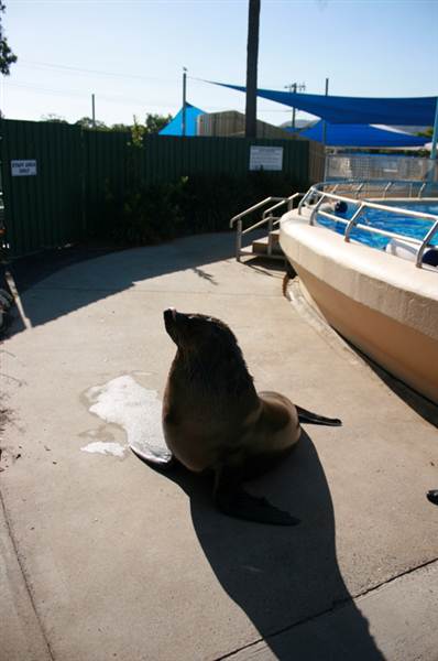 Dolphin Marine Magic (27/02/2013 10:44:09 PM)