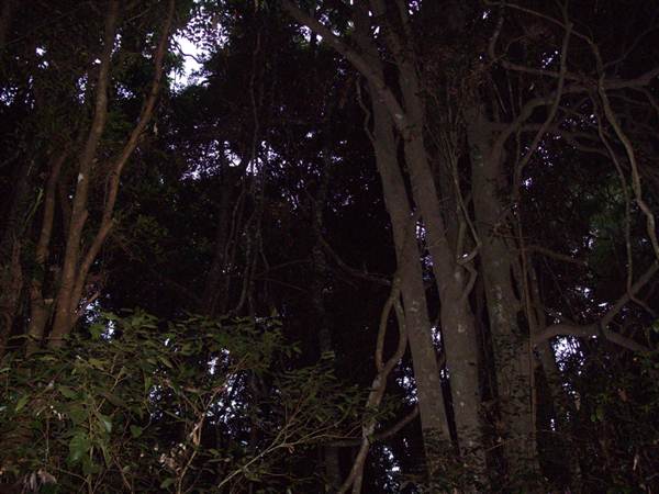 Booyong Flora Reserve (1/03/2013 11:32:06 AM)