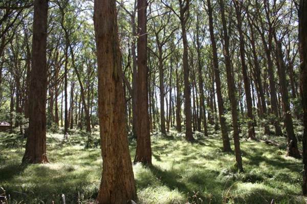 Bowral - Southern Highlands (1/03/2013 11:50:06 AM)