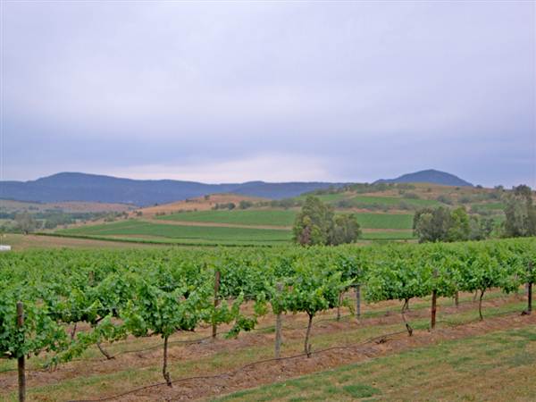 Broke vineyards (1/03/2013 12:13:36 PM)