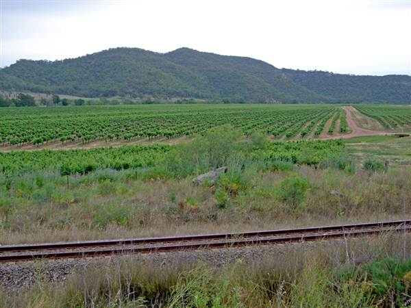 Broke vineyards (1/03/2013 12:14:52 PM)
