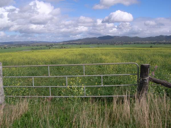 Canola Field (3/03/2013 8:25:56 AM)