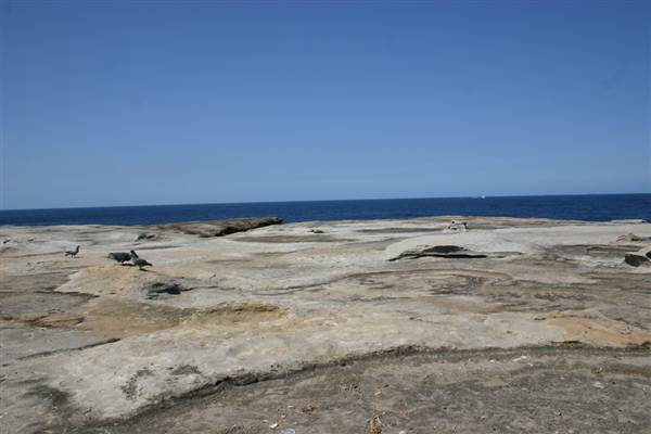 Clovelly Bay (3/03/2013 4:34:46 PM)