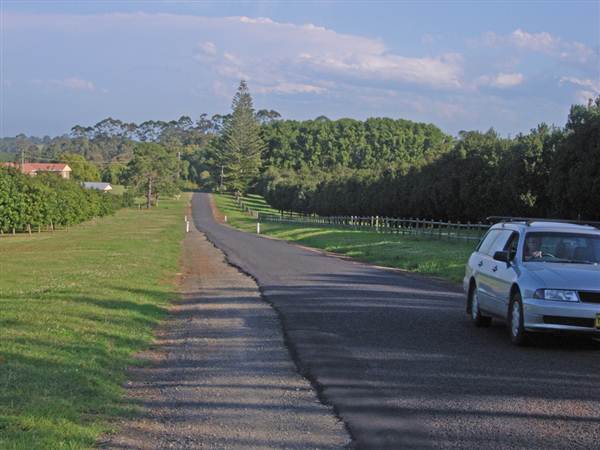 Crops near Ballina (4/03/2013 11:48:51 AM)