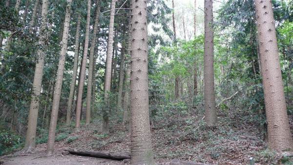 Cumberland State Forest (4/03/2013 12:05:56 PM)