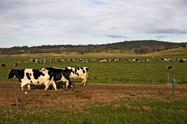 Eurobodalla Area (4/03/2013 1:44:54 PM)