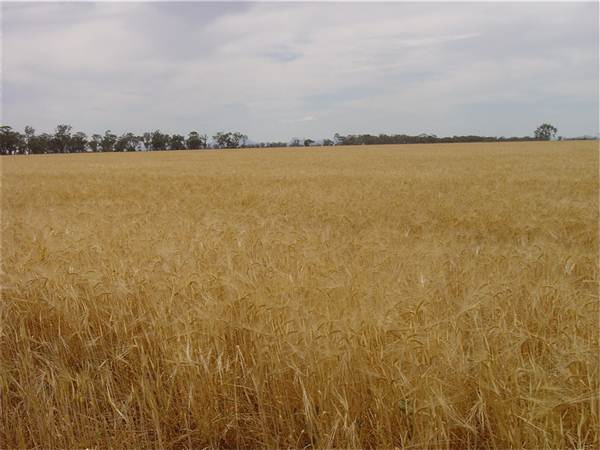 Gilgandra Rural Area (4/03/2013 4:39:10 PM)