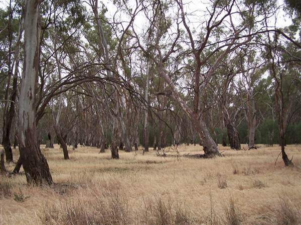 Hay State Forest - Murrumbidgee Valley Regional Park (5/03/2013 1:30:28 PM)
