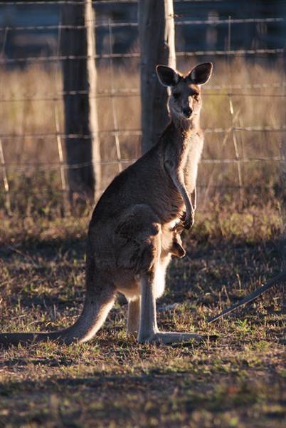 Inverary Homestead - Dthinna Dthinnawan National Park (5/03/2013 9:06:33 PM)
