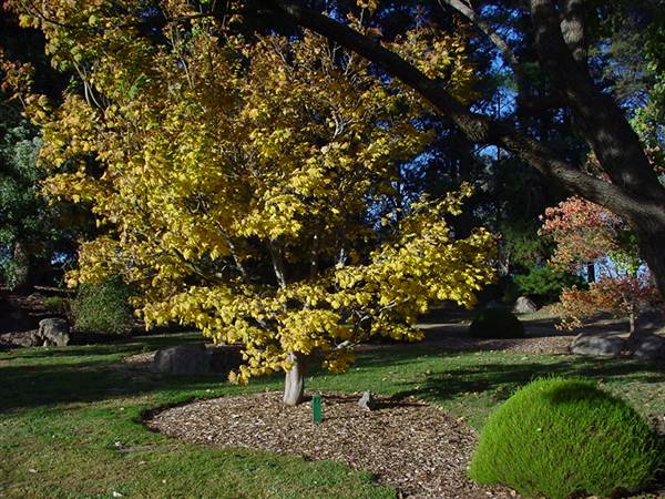 Japanese Gardens Cowra (5/03/2013 10:01:16 PM)
