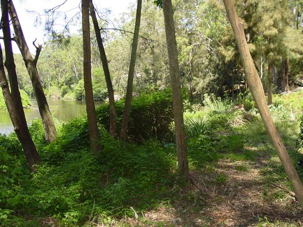 Lane Cove National Park (6/03/2013 12:09:47 PM)