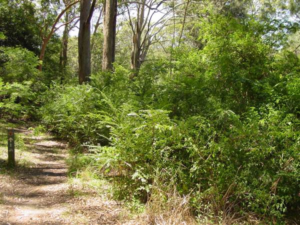 Lane Cove National Park (6/03/2013 12:11:33 PM)